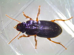 Harpalus somnulentus