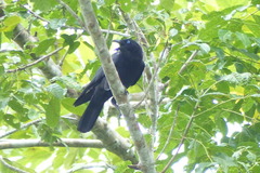 Corvus orru orru