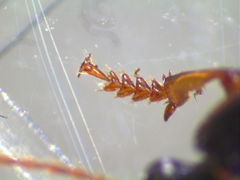 Harpalus somnulentus