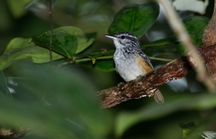 Hypocnemis peruviana