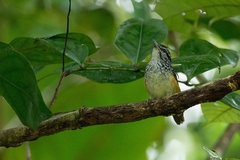 Hypocnemis peruviana