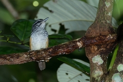 Hypocnemis peruviana