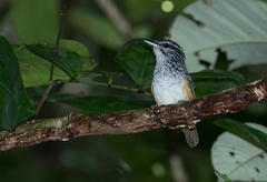 Hypocnemis peruviana