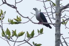 Ducula myristicivora