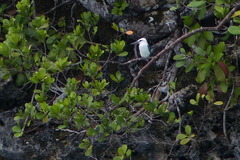 Todiramphus saurophagus