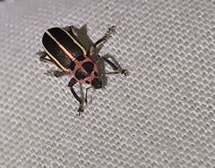 Eudiagogus episcopalis