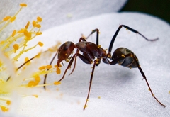 Camponotus rufoglaucus