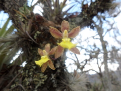 Oncidium brachyandrum