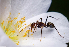 Camponotus rufoglaucus
