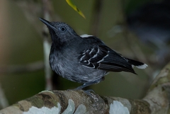 Hypocnemoides maculicauda