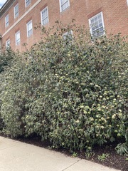 Viburnum × rhytidophylloides
