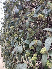 Viburnum × rhytidophylloides