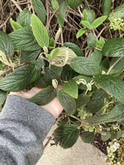 Viburnum × rhytidophylloides