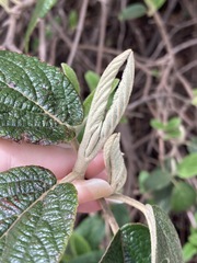 Viburnum × rhytidophylloides