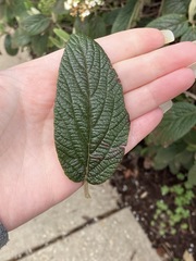 Viburnum × rhytidophylloides