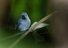 Hypocnemoides melanopogon