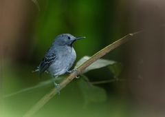 Hypocnemoides melanopogon