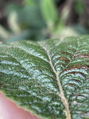Viburnum × rhytidophylloides