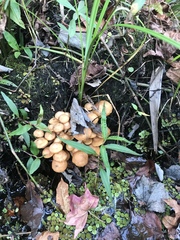 Desarmillaria caespitosa image
