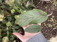 Viburnum × rhytidophylloides