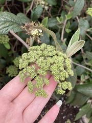 Viburnum × rhytidophylloides
