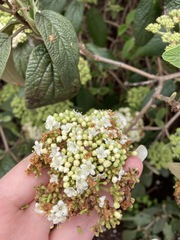 Viburnum × rhytidophylloides
