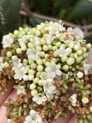 Viburnum × rhytidophylloides