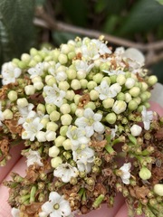 Viburnum × rhytidophylloides