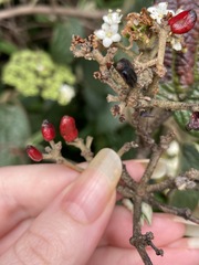Viburnum × rhytidophylloides