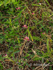 Alysicarpus tetragonolobus