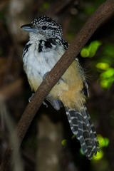 Hypoedaleus guttatus