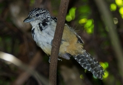 Hypoedaleus guttatus