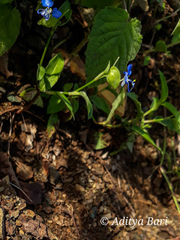 Commelina forskaolii