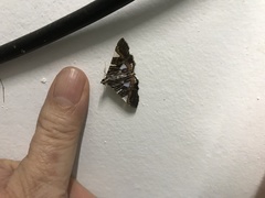 Glyphodes margaritaria