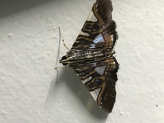 Glyphodes margaritaria