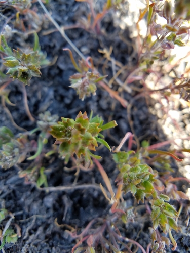 Image of Lepidium acutidens by (c) D Defreese, some rights reserved (CC BY)