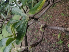 Daphnopsis