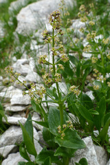 Valeriana elongata