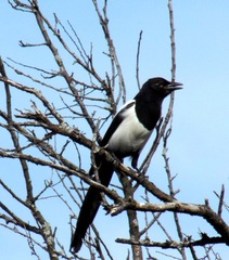 Pica pica