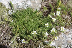 Pseudocherleria aizoides