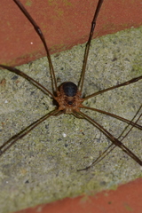 Amilenus aurantiacus