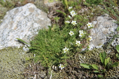 Pseudocherleria aizoides