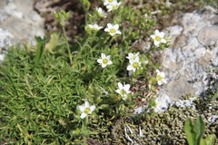 Pseudocherleria aizoides