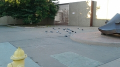 Columba livia domestica