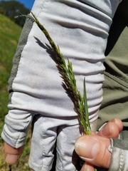 Poa secunda secunda
