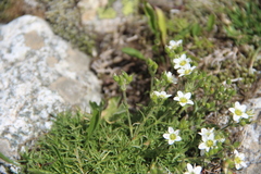Pseudocherleria aizoides