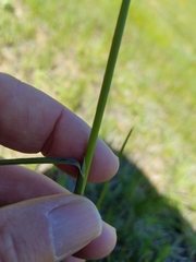 Poa secunda secunda