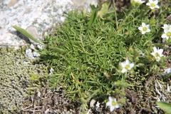 Pseudocherleria aizoides