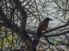 Centropus sinensis parroti