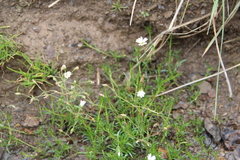 Sabulina biebersteinii